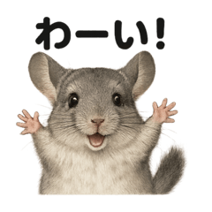 [LINEスタンプ] 優しいチンチラの日常で使えるLINEスタンプ