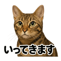 [LINEスタンプ] 優しいベンガル猫の日常で使えるLINE