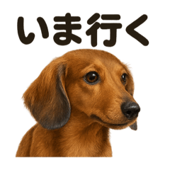 [LINEスタンプ] 優しいミニチュアダックスフンドのLINE