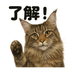[LINEスタンプ] 優しいメインクーンの日常で使えるLINE