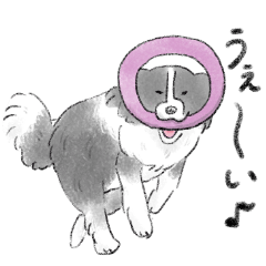 [LINEスタンプ] 白黒のボーダーコリー
