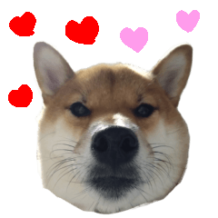 [LINEスタンプ] ママ友関係で使える柴犬ゆしろう