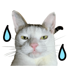 [LINEスタンプ] 可愛いズーちゃんとビーちゃんのスタンプ