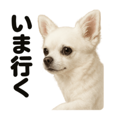 [LINEスタンプ] 優しいチワワの日常で使えるLINEスタンプ
