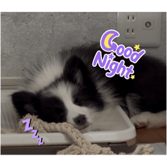 [LINEスタンプ] チロルとデイル2
