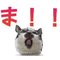 [LINEスタンプ] 日常使いやすいチョビのスタンプ❤︎第2弾