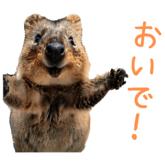 [LINEスタンプ] ハッピーアニマル_クオッカワラビー37
