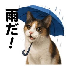[LINEスタンプ] 【梅雨】リアルな三毛猫の雨の日セット