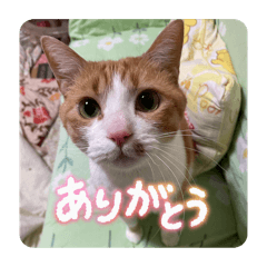 [LINEスタンプ] キキとチャチャの日常スタンプ