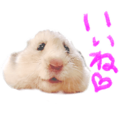 [LINEスタンプ] 楽しいハムず大集合