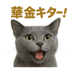 [LINEスタンプ] 週末だ！ロシアンブルー猫のご褒美スタンプ