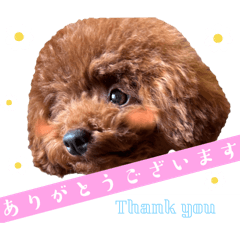 [LINEスタンプ] トイプードルのちょこスタンプ【実写】