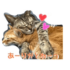 [LINEスタンプ] ぴよ家 成猫ver.