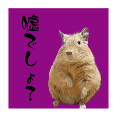 [LINEスタンプ] デグーの雪丸
