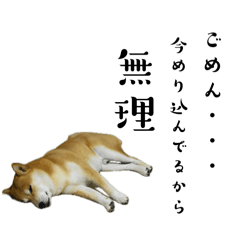 [LINEスタンプ] 柴犬こむぎとボクの三浦半島⑨