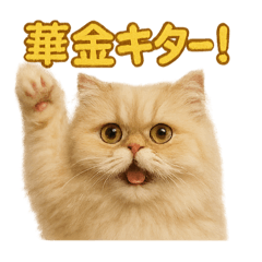 [LINEスタンプ] 週末だ！ペルシャ猫の華金ご褒美スタンプ