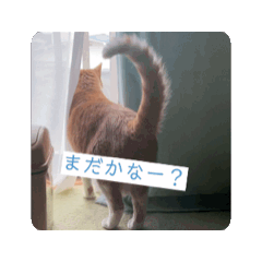 [LINEスタンプ] キキくんの動くスタンプ