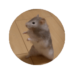 [LINEスタンプ] もろこしすたんピ〜うごくよ〜