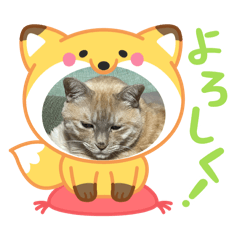 [LINEスタンプ] 大福スタンプ 〜日常Ver〜