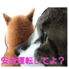 [LINEスタンプ] 柴犬愈史郎と猫の茶々丸スタンプ