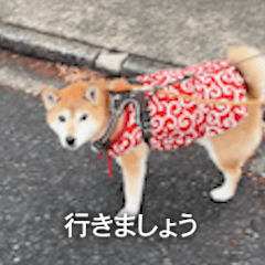 [LINEスタンプ] 柴犬ひるねとシーズーふとん［01］