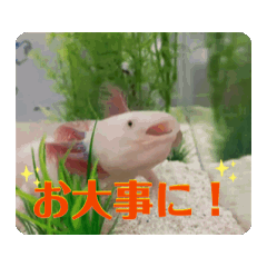 [LINEスタンプ] ウーパールーパーほのぼのうめ日記 挨拶編