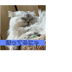 [LINEスタンプ] nanachanchinの毎日不可欠スタンプ