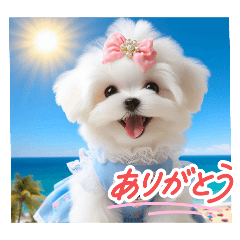 [LINEスタンプ] かわいいマルチーズの日常スタンプ2（夏）