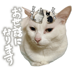 [LINEスタンプ] ねこさんら（実写版）2