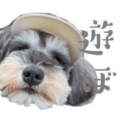 [LINEスタンプ] ハロちゃん1