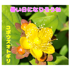 [LINEスタンプ] 春らんまん の山野草で ご挨拶