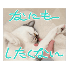 [LINEスタンプ] (おためしの)うちのねこたち
