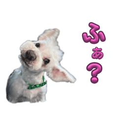 [LINEスタンプ] ホワイトミニチュアシュナウザー6