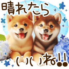 [LINEスタンプ] 良く使う言葉の柴犬とスイーツ☆。.:＊・゜