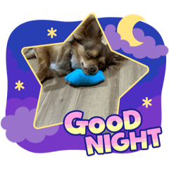 [LINEスタンプ] シンバ愛犬