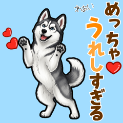 [LINEスタンプ] 毎日使えるハスキーの気持ち伝えるスタンプ