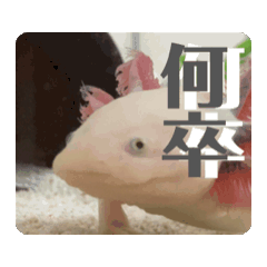 [LINEスタンプ] ウパうめ日記 よく使う編