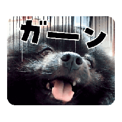 [LINEスタンプ] 動く黒ぽめのとらきち