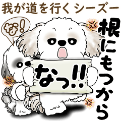 [LINEスタンプ] シーズー犬たち 「我が道を行く 時々素直」
