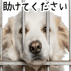 [LINEスタンプ] かわいそう・犬の情けない姿[友達へのネタ]