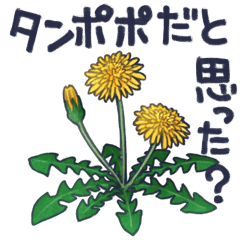 [LINEスタンプ] タンポポだと思った？