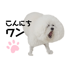 [LINEスタンプ] 愛犬メロンさん日常スタンプPart2【実写】