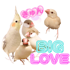 [LINEスタンプ] 文鳥とオカメインコ3(文字大きめver)