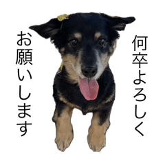 [LINEスタンプ] ラッキー（犬）くんのスタンプ