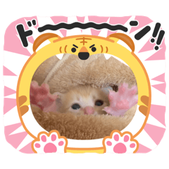 [LINEスタンプ] 赤ちゃんねこスタンプ