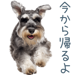 [LINEスタンプ] 毎日使える実写シュナウザー【家族・連絡】