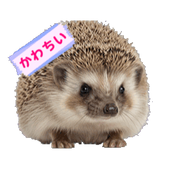 [LINEスタンプ] 可愛い動物❤️ホワイトタイガー.シマエナガ