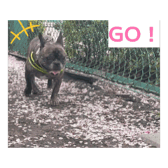[LINEスタンプ] sia's life moving