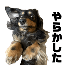 [LINEスタンプ] カニンヘンダックスフンドのカヌレです3