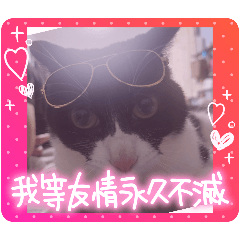 [LINEスタンプ] ハチワレライチくんの画像（メイン）
